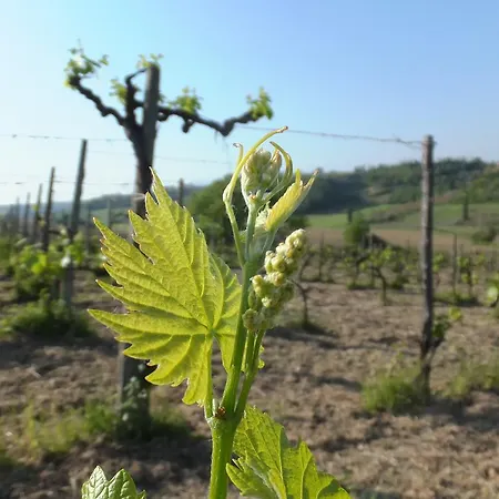 בית חווה Agriturismo Il Lemmi *